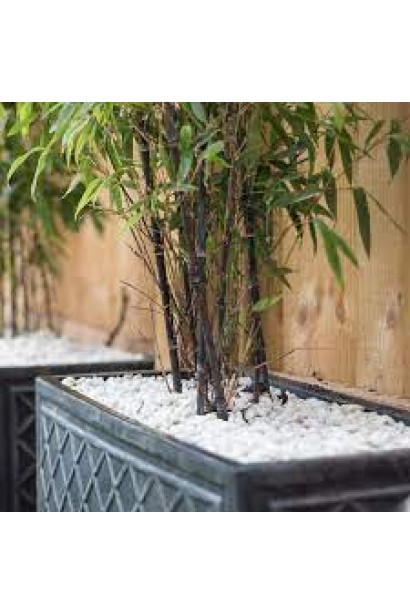 Bambusa phyllostachys Nigra